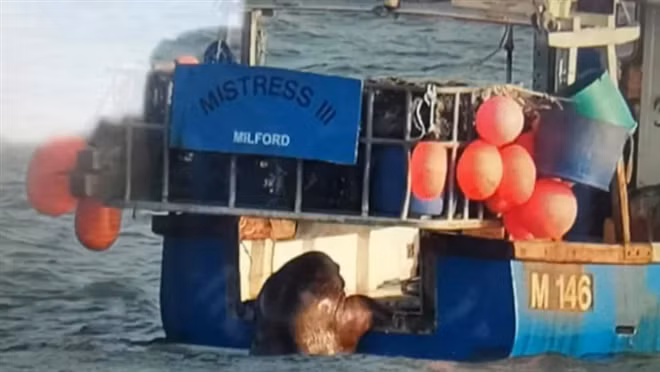 Hai ma troi dat tu Bac Cuc toi Ireland, qua giang tau thuy ve nha