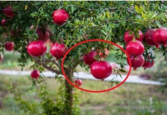 3 loại cây con cưng Thần Tài: Trồng trước nhà tài lộc ùn ùn kéo tới 3 loai cay con cung Than Tai: Trong truoc nha tai loc un un keo toi
