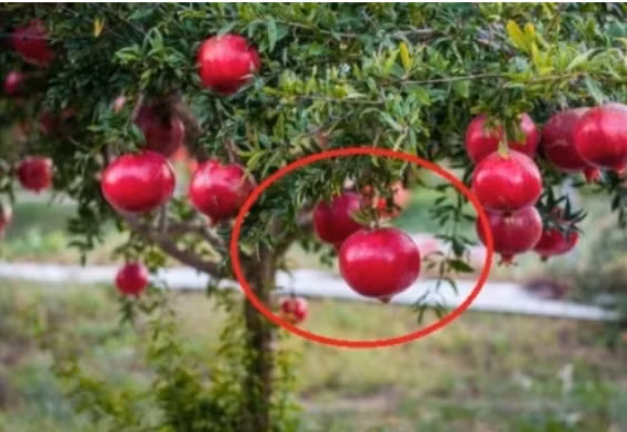 3 loai cay con cung Than Tai: Trong truoc nha tai loc un un keo toi