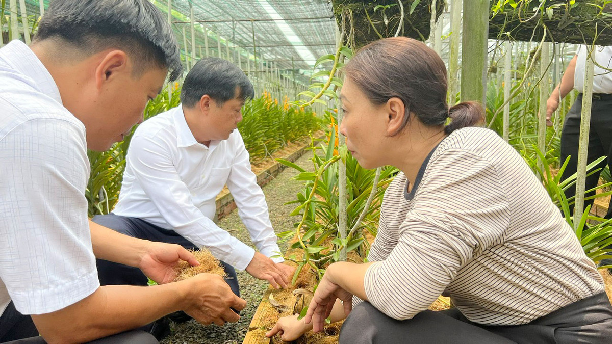 Nông dân Bình Dương thoát nghèo nhờ loài hoa quý tộc - Hình 2 Nong dan Binh Duong thoat ngheo nho loai hoa quy toc-Hinh-2