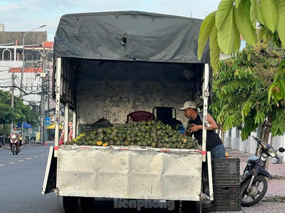 Cam sành rớt giá thê thảm ở TPHCM, chỉ còn 5.000 đồng/kg Cam sanh rot gia the tham o TPHCM, chi con 5.000 dong/kg 