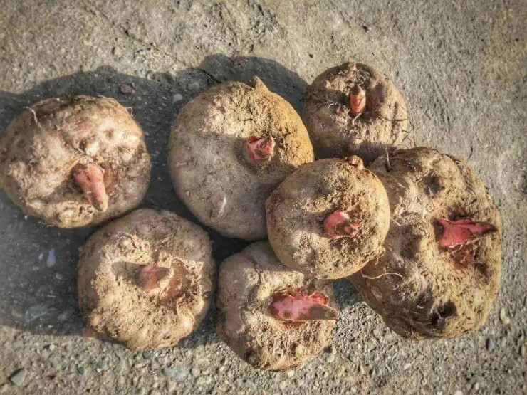 Củ “độc toàn thân” ở nước ngoài là đặc sản “hái ra tiền” Cu “doc toan than” o nuoc ngoai la dac san “hai ra tien”