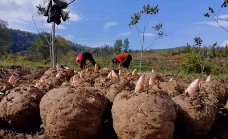 Cu “doc toan than” o nuoc ngoai la dac san “hai ra tien”-Hinh-2