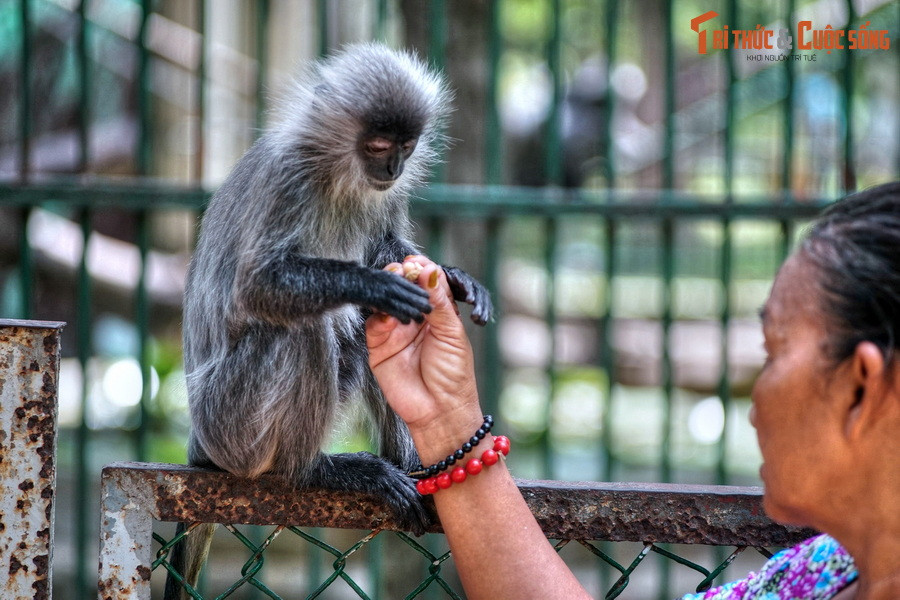  13. Giá vé phải chăng. Với mức vé tối đa 60.000 đồng và miễn phí hoặc giảm giá cho nhiều thành phần xã hội, Thảo Cầm Viên là địa điểm giải trí “giá mềm” phù hợp cho mọi đối tượng, đặc biệt là gia đình và học sinh.