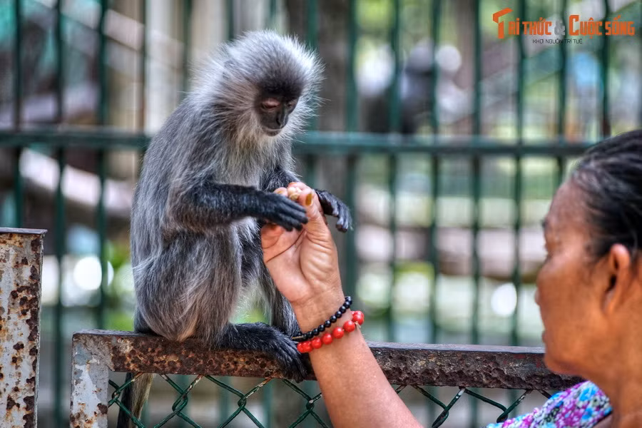  13. Giá vé phải chăng. Với mức vé tối đa 60.000 đồng và miễn phí hoặc giảm giá cho nhiều thành phần xã hội, Thảo Cầm Viên là địa điểm giải trí “giá mềm” phù hợp cho mọi đối tượng, đặc biệt là gia đình và học sinh.