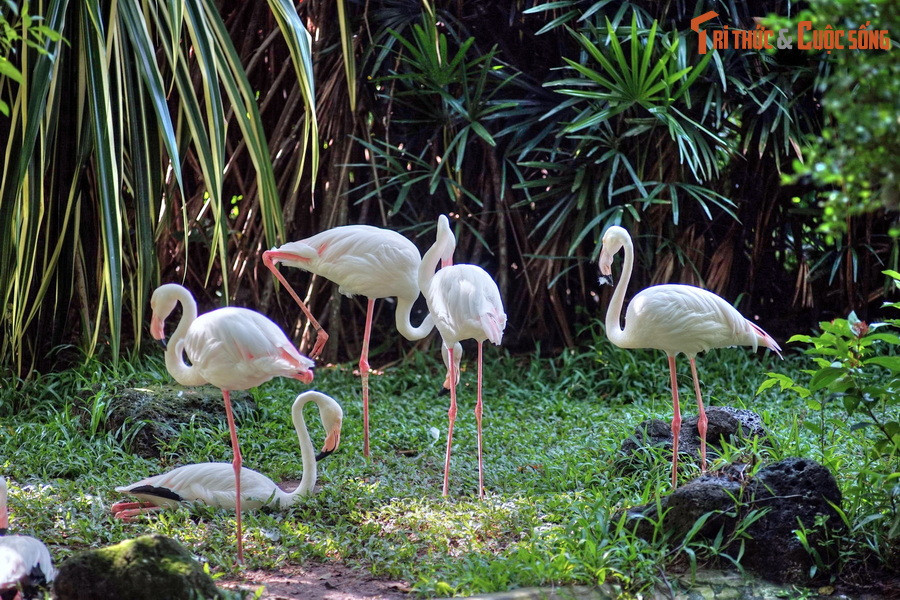 3. Ý nghĩa tên gọi. “Thảo Cầm Viên” nghĩa là “khu vườn có chim muông và cây cỏ”. Nơi đây từng mang các tên gọi khác như "Vườn Bách Thảo" hoặc "Sở Thú".