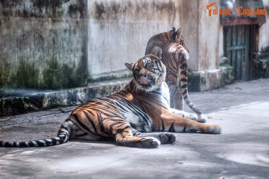 4. Các loài động vật. Hiện nay, Thảo Cầm Viên là ngôi nhà của hơn 1.300 cá thể động vật thuộc 125 loài, bao gồm nhiều loài quý hiếm như hổ Đông Dương, voi châu Á, và gấu ngựa.