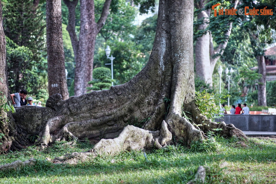  5. Các loài thực vật. Thảm thực vật phong phú tại Thảo Cầm Viên gồm hơn 2.500 cây xanh đã được lập hồ sơ, thuộc hơn 900 loài, với nhiều cây cổ thụ có tuổi đời hơn 100 năm.