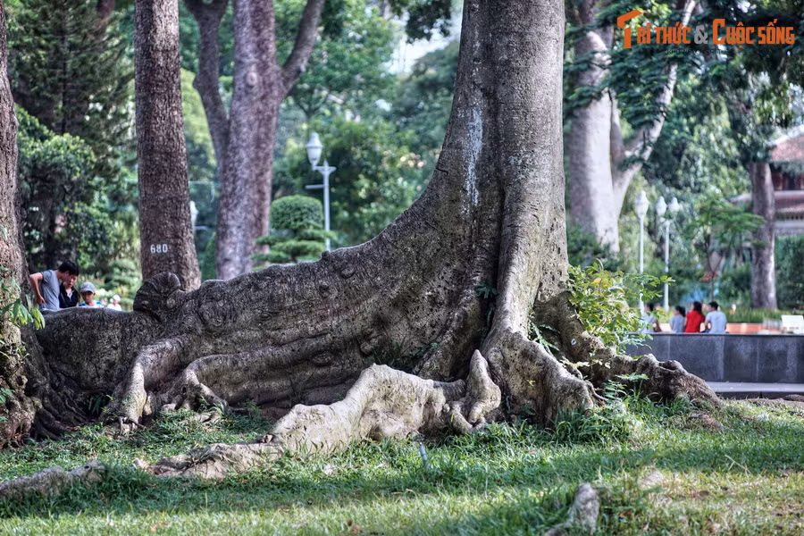  5. Các loài thực vật. Thảm thực vật phong phú tại Thảo Cầm Viên gồm hơn 2.500 cây xanh đã được lập hồ sơ, thuộc hơn 900 loài, với nhiều cây cổ thụ có tuổi đời hơn 100 năm.