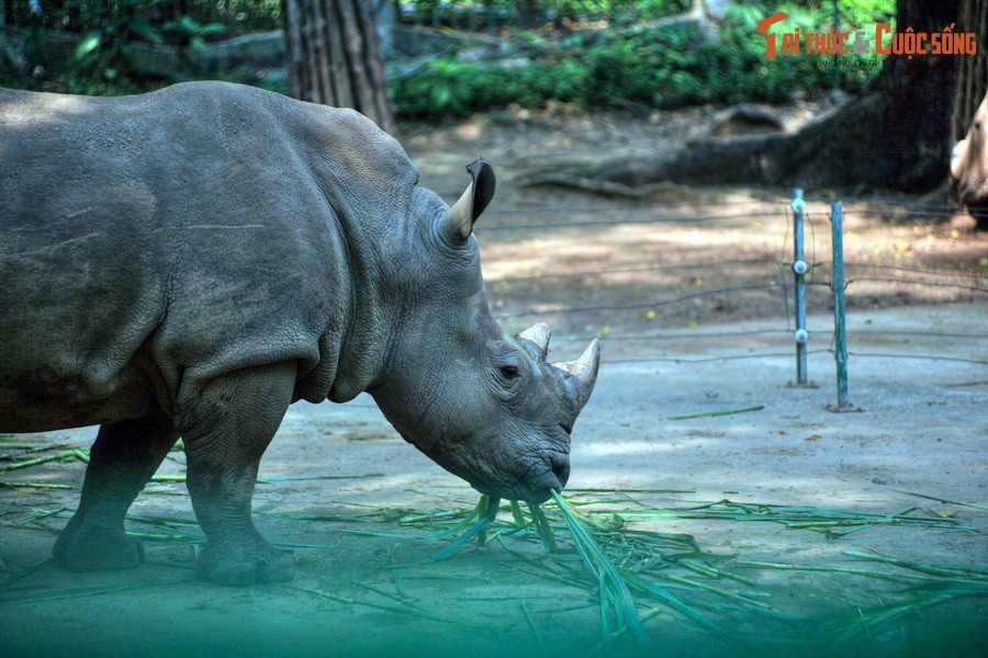  6. Dự án bảo tồn các loài nguy cấp. Thảo Cầm Viên đã và đang tham gia các chương trình bảo tồn quốc tế, đặc biệt là bảo tồn các loài động vật đang bị đe dọa, như tê giác và báo hoa mai.
