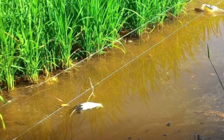  Đi thăm đồng người đàn ông vướng dây điện bẫy chuột tử vong: Ngày 13/4, ông L.V.A (SN 1961, trú huyện Thường Tín, Hà Nội) trong lúc ra thăm đồng đã vướng vào dây thép (nối với nguồn điện) do hàng xóm là Lê Văn Hòe (SN 1970) dùng để bẫy chuột dẫn đến tử vong. 