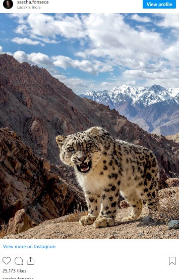 Hình ảnh con báo tuyết nhe nanh và hàm răng sắc nhọn do Sascha Fonseca chụp khiến công chúng vô cùng ấn tượng. Hiện bức ảnh này được chia sẻ rộng rãi trên mạng xã hội.