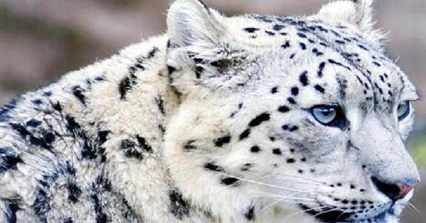 Báo tuyết có bộ lông dài, dày và với các màu từ xám khói đến vàng nâu. Riêng phần bụng của chúng có màu trắng. Nhiều người ấn tượng với những chấm đen lớn trên bụng của loài báo tuyết.