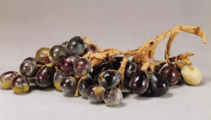 Tháng 5/1969, một công ty điện lực ở huyện Định Châu, tỉnh Hà Bắc, Trung Quốc thuê một nhóm công nhân xây dựng căng tin gần chùa Tịnh Trí. Trong quá trình thi công, họ vô tình đào được cấu trúc cổ xưa nên nhanh chóng thông báo với giới khảo cổ và cơ quan chức năng. Khi tới nơi, các chuyên gia xác định đó là địa cung.