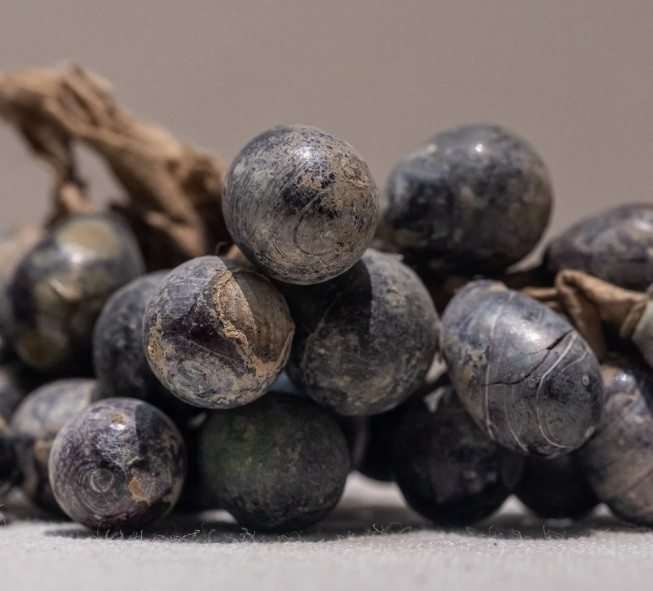 Chùm nho đặc biệt trên có chiều dài 16 cm và gồm 46 quả nho. Mỗi quả nho có hình dáng, kích thước khác nhau và có màu tím đen hoặc tím đỏ.