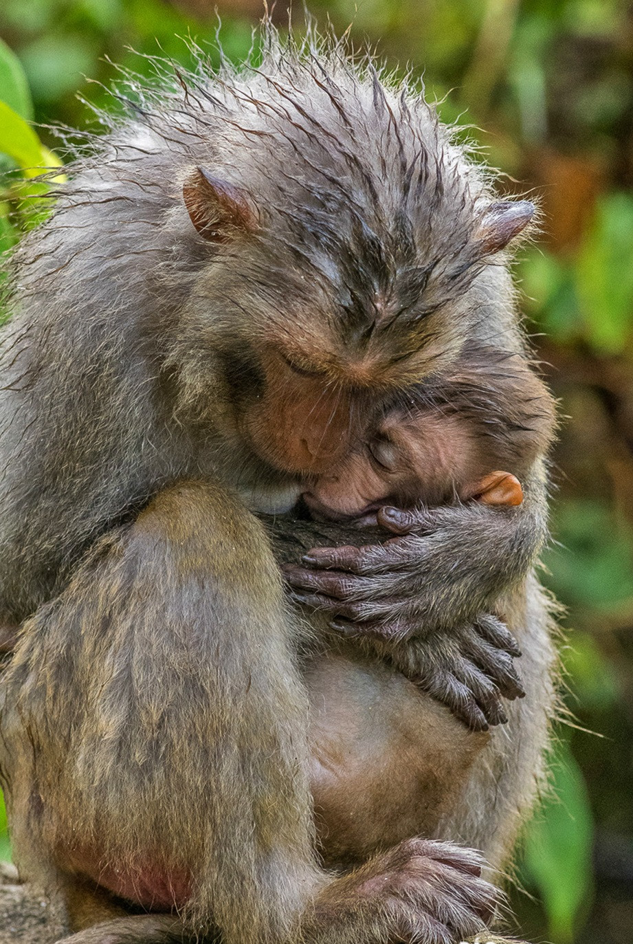 Khỉ vàng là loài linh trưởng được ghi nhận xuất hiện tại một số khu vực ở Việt Nam như Quảng Ngãi, Đà Nẵng... Ảnh: baodanang.