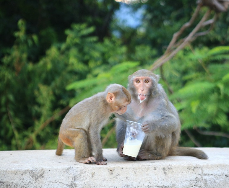 Đàn khỉ quý hiếm trên được các chuyên gia xác định thuộc loài khỉ vàng (tên khoa học là Macaca Mulatta). Ảnh: baodanang.