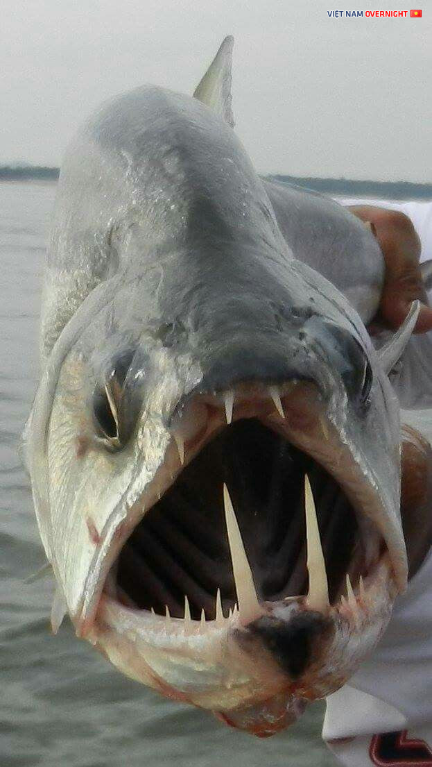 Cá ma cà rồng Payara là loài cá săn mồi vô cùng dữ tợn. Chúng có khả năng tiêu thụ số lượng cá lớn bằng 1/2 kích thước của cơ thể. Thức ăn chính của cá ma cà rồng Payara là cá piranha.