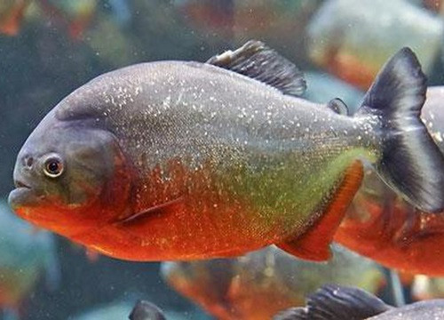 Loài cá Piranha bụng đỏ có thể cùng tấn công tiêu diệt con mồi to lớn rồi tiêu thụ "chiến lợi phẩm" chỉ trong vài phút. Tuy nhiên, những cuộc tấn công con mồi rất hiếm và thường xảy ra khi chúng rất đói hoặc bị khiêu khích.