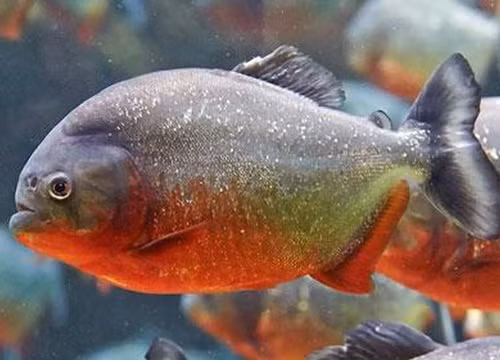 Loài cá Piranha bụng đỏ có thể cùng tấn công tiêu diệt con mồi to lớn rồi tiêu thụ "chiến lợi phẩm" chỉ trong vài phút. Tuy nhiên, những cuộc tấn công con mồi rất hiếm và thường xảy ra khi chúng rất đói hoặc bị khiêu khích.