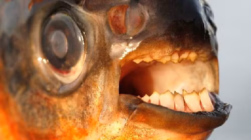 Cá Pacu là thủy quái của sông Amazon gây chú ý với hàm răng khá giống con người. Đây là loài cá ăn tạp.