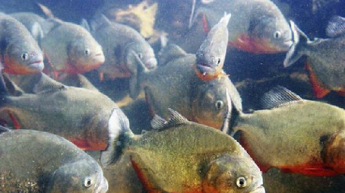 Một thủy quái khác sinh sống ở sông Amazon là cá Piranha bụng đỏ. Loài cá này chủ yếu ăn xác động vật thối. Chúng có chiều dài khoảng 30 cm và thường bơi thành đàn lớn.