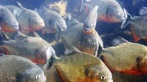 Một thủy quái khác sinh sống ở sông Amazon là cá Piranha bụng đỏ. Loài cá này chủ yếu ăn xác động vật thối. Chúng có chiều dài khoảng 30 cm và thường bơi thành đàn lớn.