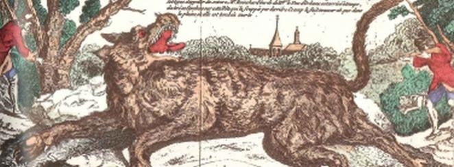 Dù vậy, những thợ săn do Vua Louis XV cử đi đều không thể bắt được "ma sói". Thậm chí, một vài người còn bị quái thú này giết chết.