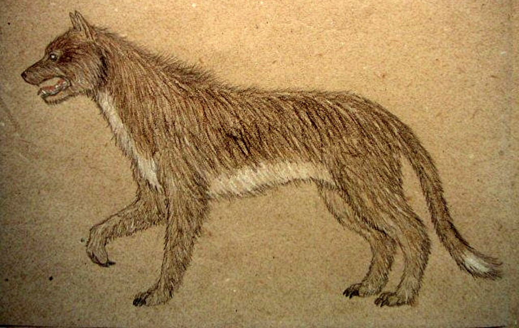 Sau khi Jean Chastel tiêu diệt được con thú đó, người dân ở vùng Gévaudan trở lại cuộc sống thanh bình. Do đó, nhiều người cho rằng "ma sói" đã được Jean Chastel tiêu diệt.