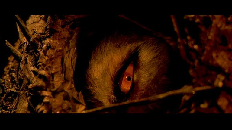 Trước những vụ việc này, nhiều thợ săn trong vùng đã vào rừng nhằm tìm kiếm, tiêu diệt "ma sói". Từ năm 1764 - 1767, hơn 100 con sói bị thợ săn tiêu diệt. Thế nhưng, những trường hợp tử vong do "ma sói" gây ra vẫn không có dấu hiệu dừng lại.