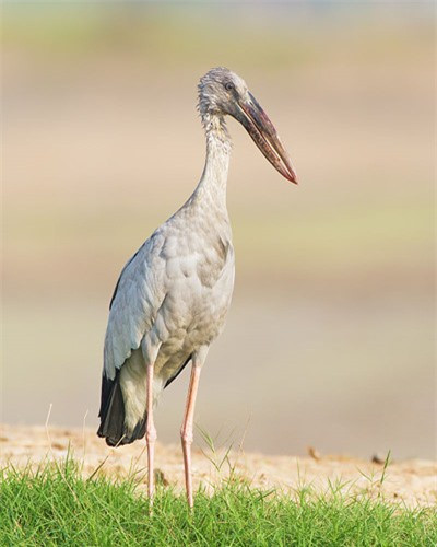 Môi trường sinh sống chủ yếu của cò nhạn là ở các vùng đất ngập nước ngọt như: ao, hồ, kênh, mương, sông, bãi bùn ngập nước, ruộng lúa...