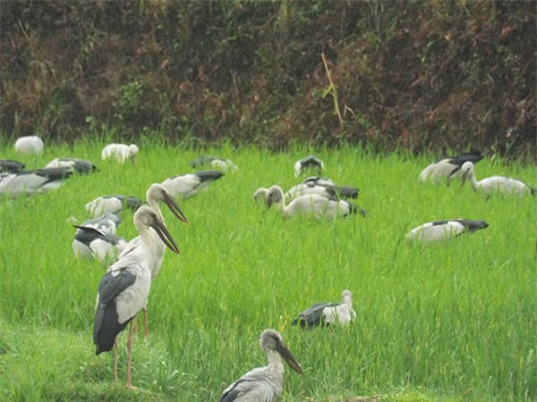 Cò nhạn có đặc điểm sống định cư. Thế nhưng, khi vùng sinh sống và nơi kiếm ăn bị thu hẹp, chúng sẽ di cư tới vùng đất khác để tìm kiếm thức ăn.