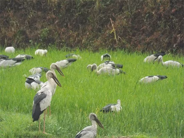 Cò nhạn có đặc điểm sống định cư. Thế nhưng, khi vùng sinh sống và nơi kiếm ăn bị thu hẹp, chúng sẽ di cư tới vùng đất khác để tìm kiếm thức ăn.