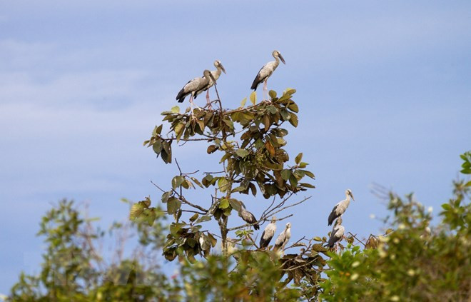 Đối với người dân và du khách muốn quan sát đàn cò nhạn, ông Châu Văn Văn cho hay đội bảo vệ rừng sẽ hướng dẫn để mọi người đỗ xe từ xa. Sau đó, từng nhóm nhỏ di chuyển, tránh gây tiếng động lớn cũng như không tiếp cận quá gần làm ảnh hưởng đến đàn cò nhạn.