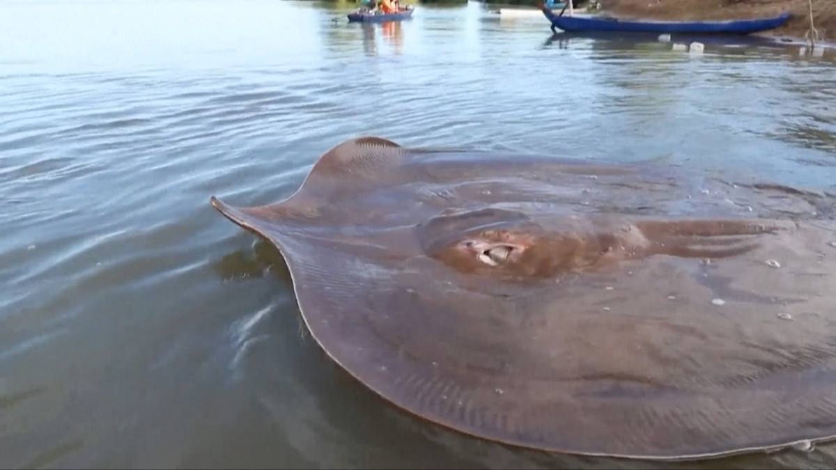 Vào năm 2005, một con cá đuối khổng lồ được người dân Thái Lan bắt được. Nó nặng tới 249 kg.