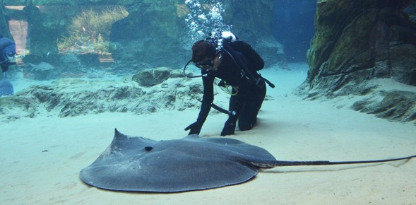 Tuy nhiên, họ phát hiện biến đổi khí hậu, các hoạt động đánh bắt cá bất hợp pháp và rác thải nhựa... khiến số lượng cá đuối khổng lồ suy giảm.