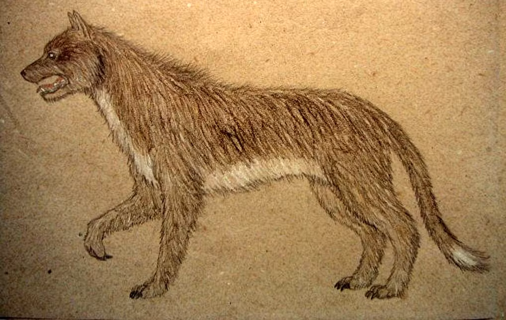 Sau khi Jean Chastel tiêu diệt được con thú đó, người dân ở vùng Gévaudan trở lại cuộc sống thanh bình. Do đó, nhiều người cho rằng "ma sói" đã được Jean Chastel tiêu diệt.