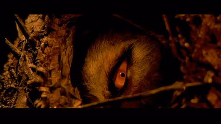 Trước những vụ việc này, nhiều thợ săn trong vùng đã vào rừng nhằm tìm kiếm, tiêu diệt "ma sói". Từ năm 1764 - 1767, hơn 100 con sói bị thợ săn tiêu diệt. Thế nhưng, những trường hợp tử vong do "ma sói" gây ra vẫn không có dấu hiệu dừng lại.