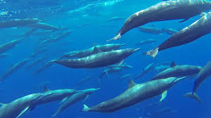 Tại Việt Nam, vùng biển miền Trung thỉnh thoảng phát hiện cá voi trôi dạt vào bờ. Khi cá voi dạt bờ, ngư dân sẽ giải cứu thả lại về biển. Trong trường hợp, cá voi chết, người dân sẽ chôn cất chu đáo và thờ cúng cá voi.