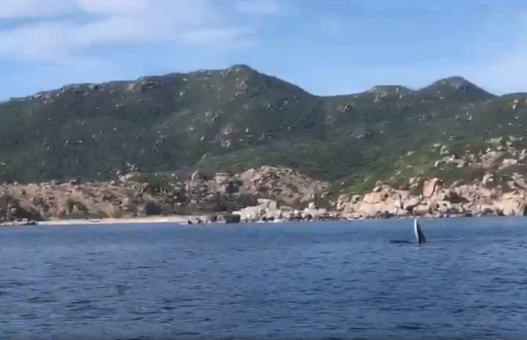 “Con cá voi mình không rõ nặng bao nhiêu nhưng nó to bằng cả cái thuyền vậy. Khu vực này cứ khoảng 2 - 3 năm thì lại xuất hiện cá voi”, anh Nam chia sẻ.