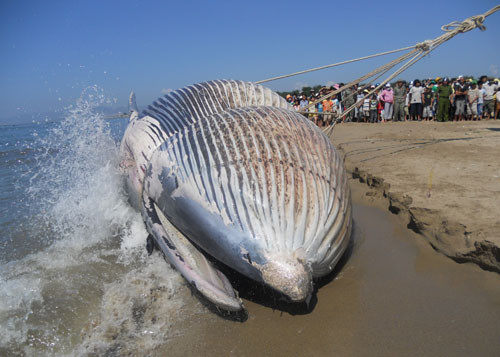 Tín ngưỡng thờ cá voi có từ lâu nhưng không ai rõ có từ khi nào. Tương truyền, các đời tổ tiên xa xưa đánh bắt cá trên biển gặp nạn được cá voi dìu thuyền vào bờ an toàn. Nhớ ơn cứu mạng của cá voi, người dân bắt đầu lập đền thờ để thờ cúng.