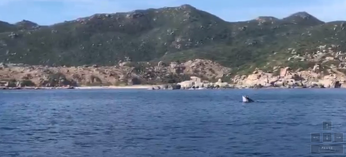 Theo anh Nam - người quay clip, con cá voi xuất hiện vào khoảng 8h sáng ngày 25/6, cách đảo Bình Hưng khoảng 400m.