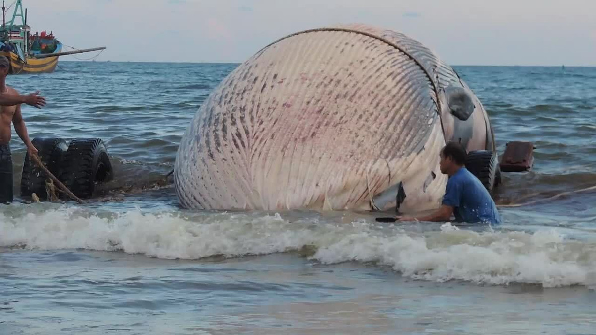 Vua Lê Thánh Tông trở về đất liền và sắc phong cá Hải Nhân Ngư Tôn Thần. Từ đó, người dân lập đền thờ cá và tục chôn cất cá voi được duy trì cho đến nay.