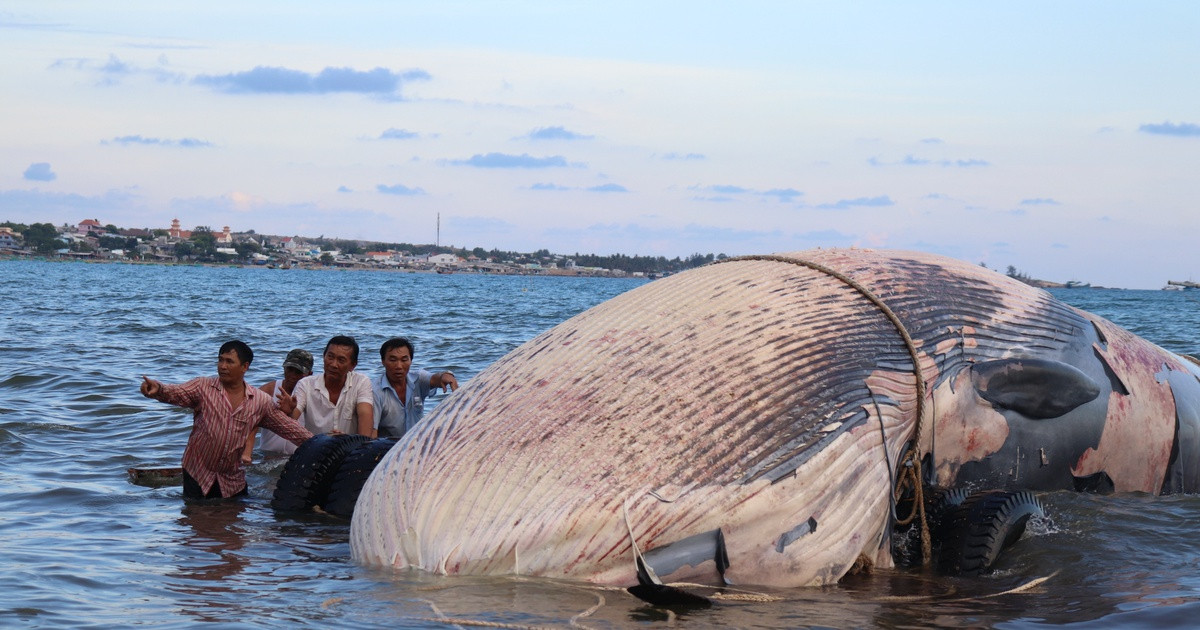 Một truyền thuyết khác kể rằng, vua Lê Thánh Tông cùng các quan một lần đi thuyền trên biển gặp bão tố. Khi ấy, cá voi bất ngờ xuất hiện dìu thuyền vua vào bờ rồi bơi ra biển cả và biến mất.