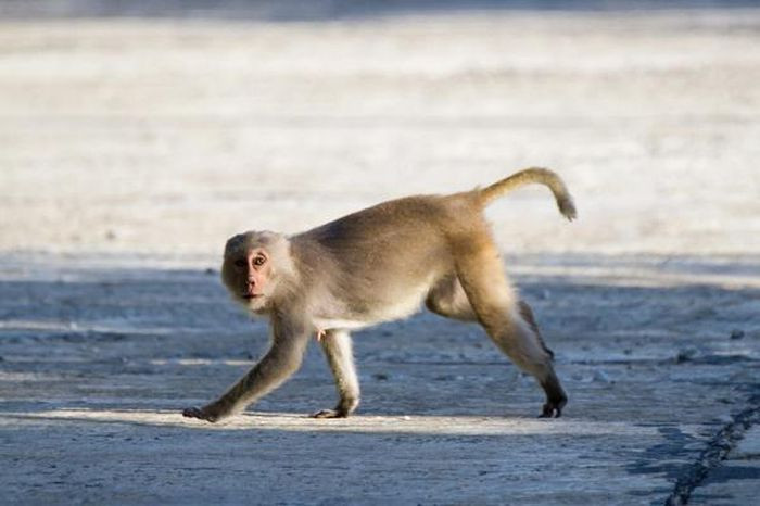 Trong 3 cá thể, 2 con đực và 1 con cái với tổng trọng lượng 5 kg. Số khỉ này được ông Huỳnh Minh Công mua của người dân đi rừng trước đó. Ông tự nguyện giao nộp khi Hạt kiểm lâm thị xã Đức Phổ vận động để đưa chúng trở lại môi trường tự nhiên.