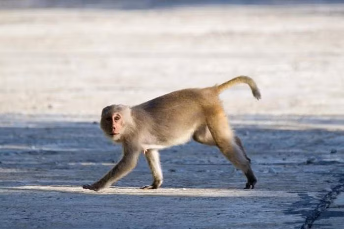 Trong 3 cá thể, 2 con đực và 1 con cái với tổng trọng lượng 5 kg. Số khỉ này được ông Huỳnh Minh Công mua của người dân đi rừng trước đó. Ông tự nguyện giao nộp khi Hạt kiểm lâm thị xã Đức Phổ vận động để đưa chúng trở lại môi trường tự nhiên.