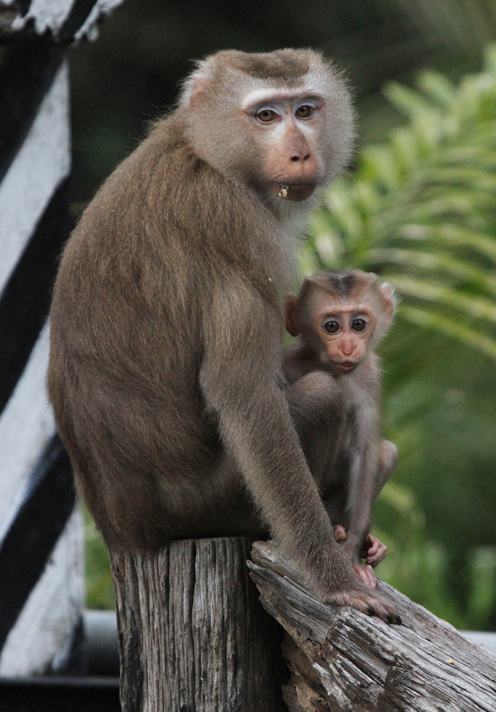 Khỉ đuôi lợn là một trong 5 loài khỉ sinh sống tại Việt Nam được đưa vào danh mục các loài động vật rừng nguy cấp, quý hiếm thuộc nhóm IIB, Nghị định số 06/2019/NĐ-CP ngày 22/1/2019 của Chính phủ về "quản lý thực vật rừng, động vật rừng nguy cấp, quý hiếm và thực thi Công ước về buôn bán quốc tế các loài động vật, thực vật hoang dã nguy cấp" cần được bảo vệ, bảo tồn.