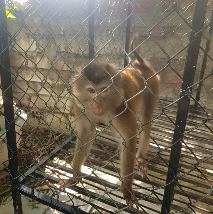 Vào ngày 16/6, Hạt Kiểm lâm huyện Ia Pa, tỉnh Gia Lai tiến hành bàn giao cá thể khỉ đuôi lợn trên cho Trung tâm Cứu hộ, bảo tồn và phát triển sinh vật thuộc Vườn Quốc gia Kon Ka Kinh để chăm sóc, nuôi dưỡng. Theo kiểm tra, cá thể khỉ đuôi lợn có trọng lượng 6 kg. Nó được các nhân viên chăm sóc trước khi thả về rừng.