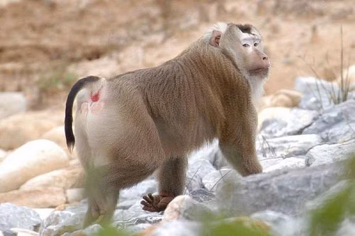 Khỉ đuôi lợn có tên khoa học là Macaca leonina. Tên gọi của nó xuất phát từ hình dáng chiếc đuôi giống như đuôi của loài lợn. Đây là một trong những loài lớn nhất trong họ nhà khỉ Cercopithecidae. Nó có bộ lông màu nâu nhạt, đỉnh đầu dẹt với màu lông nâu đậm, hai bên má lông dài, rậm, màu hung sáng phủ gần kín tai tạo thành đĩa mặt.