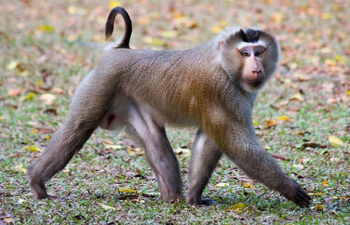 Gần đây nhất, tối 24/5, ông Võ Văn Trình, cán bộ Hạt kiểm lâm TX.Đức Phổ (Quảng Ngãi) cho biết đơn vị tiếp nhận 3 cá thể khỉ đuôi lợn quý hiếm từ ông Huỳnh Minh Công (ở tổ dân phố 3, P.Nguyễn Nghiêm, TX.Đức Phổ, Quảng Ngãi) giao nộp.